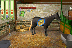 Paard & Pony - Paard in Galop